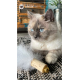 Eine flauschige grau-weiße Katze mit auffälligen blauen Augen sitzt auf einem gemusterten Teppich neben einem Feder-Spielzeug mit einem Korkgriff.