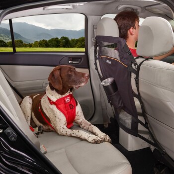 Ein braun-weißer Hund mit einem roten Geschirr sitzt ruhig auf dem Rücksitz eines Autos, während ein Mann vorne fährt.