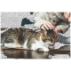 Getigerte und weiße Katze liegt auf dem Boden und wird von einer Person mit blauer Nagellackierung und einem Strickpullover gestreichelt.