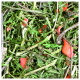 Nahaufnahme von gemischten getrockneten Kräutern und Gemüse, mit grünen grasähnlichen Strängen und kleinen roten Stücken, wahrscheinlich für Haustierfutter.