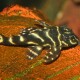 Ein schwarz-gelb gestreifter Fisch, der auf einem orangefarbenen Stein in einem Aquarium ruht, zeigt seine Flossen und großen Augen.