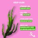 Kelp-Algen auf einem rosa Hintergrund, mit hervorgehobenen Vorteilen: Unterstützung der Darmflora, Gelenkgesundheit, Immunstärkung, reich an Mineralien.