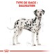 Illustration d'un chien dalmatien avec des taches noires sur un pelage blanc, étiqueté "TYPE DE RACE : DALMATIEN" en haut.