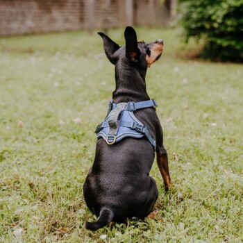 Ein schwarzer Hund, der ein blaues Geschirr trägt, sitzt auf grünem Gras und schaut weg. Das Geschirr hat verstellbare Riemen und einen Metallclip.