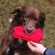 Ein brauner Hund hält ein rotes Haustierspielzeug mit der Aufschrift "STUCH" im Mund, während eine Hand einer Person danach greift.