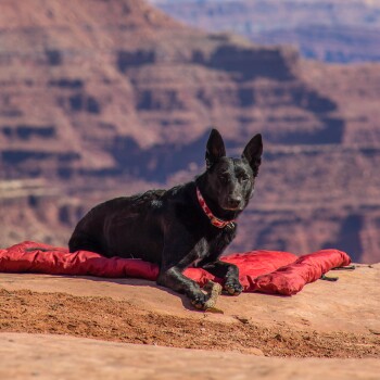 Ein schwarzer Hund ruht auf einer roten Decke vor einer felsigen Landschaft, mit Blick auf eine Schlucht im Hintergrund.