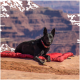 Ein schwarzer Hund ruht auf einer roten Decke vor einer felsigen Landschaft, mit Blick auf eine Schlucht im Hintergrund.