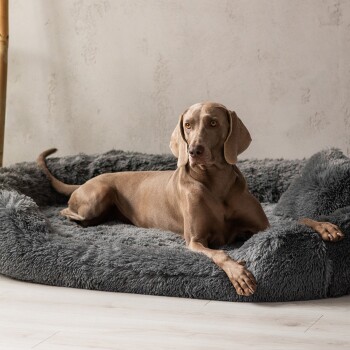 Ein entspannter brauner Hund, der auf einem plüschigen grauen Haustierbett liegt, zeigt seinen schlanken Körper und die Pfoten auf einem hellen Holzboden.