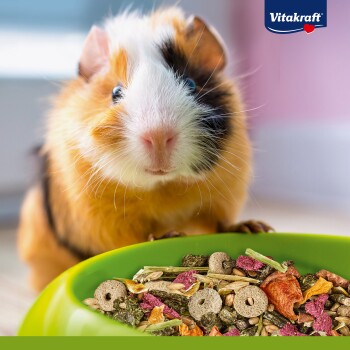 Eine Nahaufnahme eines Meerschweinchens mit orange-weißer Fellfarbe, das neugierig auf eine grüne Schüssel mit buntem Haustierfutter schaut.