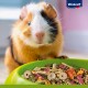 Eine Nahaufnahme eines Meerschweinchens mit orange-weißer Fellfarbe, das neugierig auf eine grüne Schüssel mit buntem Haustierfutter schaut.