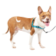 Ein glücklicher braun-weißer Hund mit einem blauen Geschirr, der vor einem weißen Hintergrund steht, mit herausgestreckter Zunge und wedelndem Schwanz.