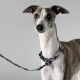 Eine Nahaufnahme eines Greyhound-Hundes mit einem schlanken Fell, der ein blau gemustertes Halsband und eine Leine trägt und direkt in die Kamera schaut.