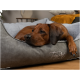 Ein entspannter brauner Hund ruht auf einem stilvollen grauen Haustierbett mit "TrendPet ViraBed" auf der Seite gestickt.