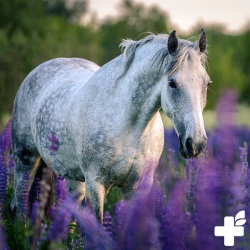 Ein graues Pferd steht anmutig zwischen lebhaften lila Blumen auf einer üppig grünen Wiese, mit einem weich fokussierten Hintergrund.