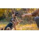 Deutscher Schäferhund sitzt und gibt einer Person, die die Hand ausstreckt, die Pfote in einem sonnenbeschienenen Herbstfeld.