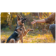 Deutscher Schäferhund sitzt und gibt einer Person, die die Hand ausstreckt, die Pfote in einem sonnenbeschienenen Herbstfeld.