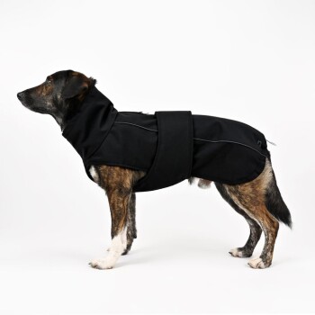 Eine Seitenansicht eines mittelgroßen Hundes, der einen stilvollen schwarzen Hundemantel mit einem Reißverschlussdesign und einem sicheren Gürtel um die Taille trägt.