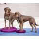 Zwei braune Hunde stehen auf lila Balance-Discs, einer trägt ein oranges Halsband und der andere ein blaues Halsband, vor einer grauen Wand.
