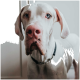 Eine Nahaufnahme eines weißen Hundes mit blauen Augen, der ein schwarzes Halsband trägt, vor einem hellen Hintergrund.