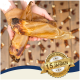 Hände halten große, getrocknete Fischhäute mit einem Abzeichen, das "Beste Qualität" und "15 Jahre" auf Deutsch angibt, vor einem Holz-Hintergrund.