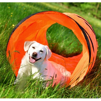 Ein verspielter weißer Hund läuft durch einen orangefarbenen Agility-Tunnel, beobachtet von einem anderen Hund, mit blauen Stangen und einer Person, die sie anfeuert. Logo: PFOTENWUNDER.