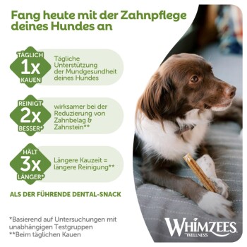 Brauner Hund kaut an einem Zahnstick; deutsche Überschrift „Fang heute...“ mit Badge „TÄGLICH 1x KAUEN“ und WHIMZEES-Logo.
