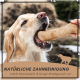 Ein Golden Retriever, der begeistert auf einem natürlichen Zahnpflegekeks kaut, mit dem Text "NATÜRLICHE ZAHNREINIGUNG" und einer Beschreibung der Vorteile darunter.