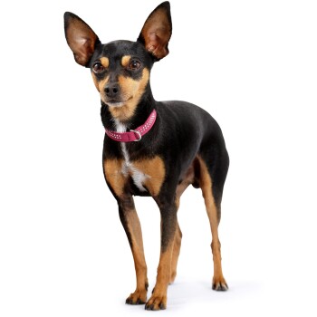 Ein schwarz-brauner Hund steht aufrecht, trägt ein pinkes Halsband mit weißen Punkten und zeigt sein glänzendes Fell und seine aufmerksame Haltung.