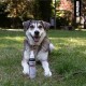 Ein Hund sitzt auf grünem Gras neben einer Flasche ALPHAZOO Haustierspray, mit einem Etikett mit Produktdetails und Anwendungshinweisen.