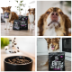 Collage: zwei braun-weiße Hunde mit 'Tales & Tails'-Hundefuttertüten mit dem Schriftzug 'ENTE GUT, ALLES GUT'; Futterschüssel und Hund, der ein Trockenfutterstück auf der Nase balanciert.