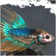 Ein lebhafter Betta-Fisch mit schillernden blauen und grünen Schuppen und fließenden Flossen, schwimmend vor einem verschwommenen Hintergrund.