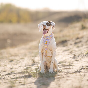 Fröhlicher weißer Hund mit brauner Augenzeichnung, trägt ein lavendelfarbenes Geschirr und eine gelbe Herzmarke, sitzt an einem Sandstrand.