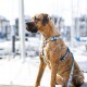 Gestromter Hund trägt ein blaues Geschirr und Leine mit bunten Meeresbewohner-Mustern, sitzt an einem Yachthafen.