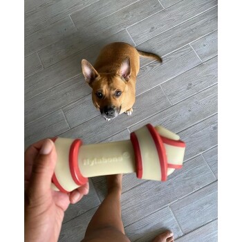 Eine Person hält ein Nylabone-Kauspielzeug im Vordergrund, während ein kleiner brauner Hund im Hintergrund auf einem Holzboden sitzt.