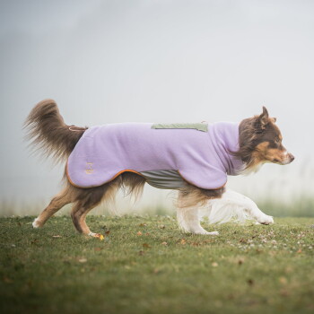 Braun-weißer Hund, der einen lila-grauen Mantel trägt und auf Gras in einer nebligen Außenumgebung läuft.