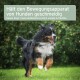 Ein glücklicher Berner Sennenhund, der auf grünem Gras läuft, mit Textüberlagerung auf Deutsch und Englisch über die Erhaltung der muskoskelettalen Gesundheit von Hunden.