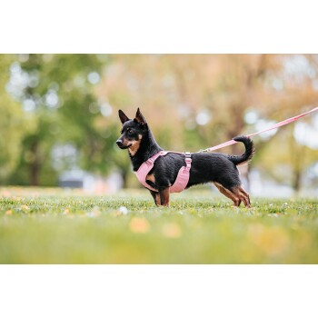Ein kleiner schwarz-brauner Hund, der ein pinkes Geschirr und eine Leine trägt, steht auf grünem Gras in einem Park, mit verschwommenen Bäumen im Hintergrund.