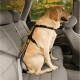 Ein gelber Labrador-Retriever sitzt sicher auf dem Rücksitz eines Autos und trägt ein schwarzes Hundesicherheitsgeschirr.