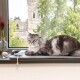 Eine graue Maine Coon Katze mit grünen Augen liegt auf einer weichen Matte am Fenster und blickt auf eine üppige grüne Aussicht und ein historisches Gebäude.