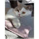 Eine entspannte grau-weiße Katze ruht auf einer weichen grauen Decke, mit ihrer Pfote auf einem rosa Filzspielzeug.