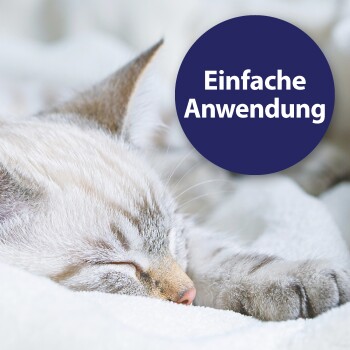 Eine entspannte graue Katze, die auf einer Fensterbank liegt, mit dem Text "Sanfte Ohrenpflege" in der oberen linken Ecke, der auf sanfte Ohrenpflege hinweist.