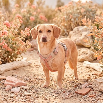 Kleiner sandfarbener Hund in pink gemustertem Geschirr steht auf Kies zwischen Felsen und Wüstenblumen (Gesicht unscharf).