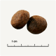 Deux morceaux de croquettes pour animaux de compagnie ronds et bruns sur un fond clair, avec une règle indiquant une taille de 1 cm.
