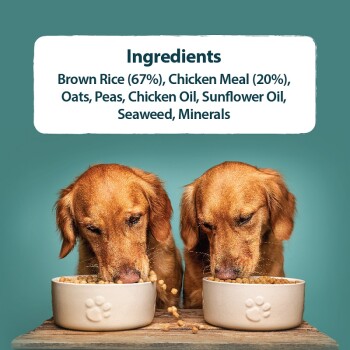 Two golden retrievers eating kibble from beige bowls, with ingredients: Brown Rice, Chicken Meal, Oats, Peas, Oils, Seaweed, Minerals.
