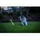 Chien Berger Australien jouant avec un bâton vert phosphorescent sur l'herbe dans un jardin au crépuscule.