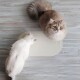Zwei Katzen, eine flauschige beige und eine schlanke weiße, sind in der Nähe einer hellen Fressmatte auf einem Holzboden positioniert.