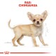 Illustratie van een Chihuahua-hond met grote oren, lichtbruin vacht en een zijprofiel. Bovenaan staat de tekst 'RAS: CHIHUAHUA.'