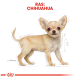 Illustratie van een Chihuahua-hond met grote oren, lichtbruin vacht en een zijprofiel. Bovenaan staat de tekst 'RAS: CHIHUAHUA.'