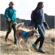 Eine Frau und ein Mann gehen mit einem glücklichen, braun-weißen Siberian Husky, der ein blaues Rucksackgeschirr trägt, auf einem grasbewachsenen Weg mit felsigen Hügeln im Hintergrund.