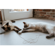 Deux chats siamois allongés sur le sol près d'une porte et d'un mur en briques, pattes touchant une souris-jouet blanche attachée à une ficelle.